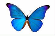 Bluebutterflyresized.jpg