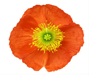 Orangeflower_2.jpg